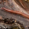 Shining Red Milipede, Spirostreptus brachycerus