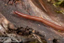Shining Red Milipede, Spirostreptus brachycerus