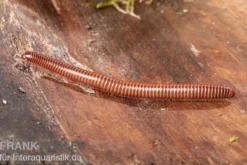 Shining Red Milipede, Spirostreptus brachycerus