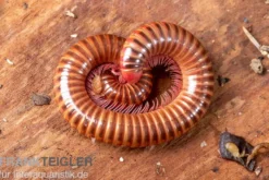 Shining Red Milipede, Spirostreptus brachycerus