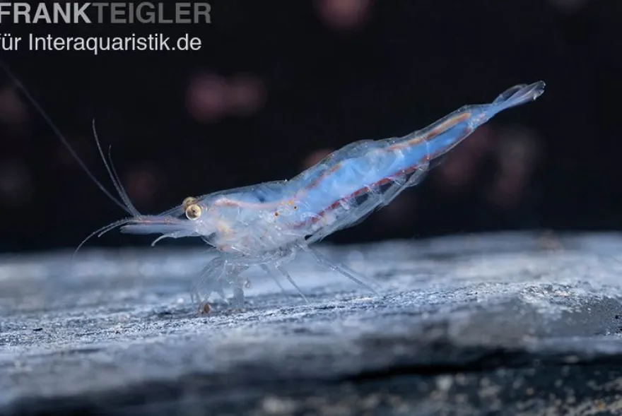 Short Nose Garnele, Caridina sp.