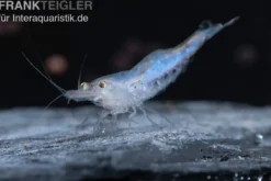 Short Nose Garnele, Caridina sp.