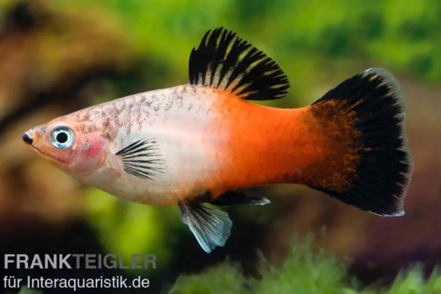 Showa Tricolor Platy, Xiphophorus maculatus