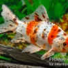 Shubunkin blue, Carassius auratus (Kaltwasser), Größe 4-6 cm