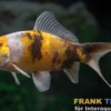 Shubunkin gelbschwarz, Carassius auratus (Kaltwasser)
