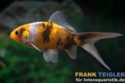 Shubunkin gelbschwarz, Carassius auratus (Kaltwasser)