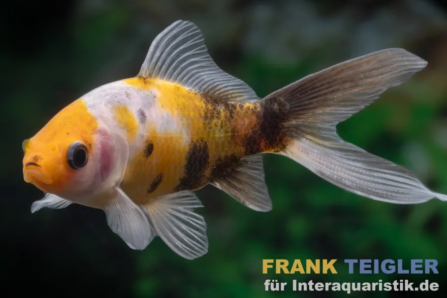Shubunkin gelbschwarz, Carassius auratus (Kaltwasser)