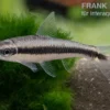 Siamesischer Algenfresser, Crossocheilus siamensis