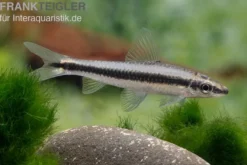 Siamesischer Algenfresser, Crossocheilus siamensis