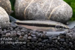 Siamesischer Algenfresser, Crossocheilus siamensis
