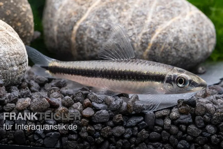 Siamesischer Algenfresser, Crossocheilus siamensis