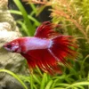 Siamesischer Kampffisch „Crowntail Pink-Violet, Männchen“, Betta splendens, ca. 4,0-6,0 cm