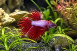 Siamesischer Kampffisch „Crowntail Pink-Violet, Männchen“, Betta splendens, ca. 4,0-6,0 cm