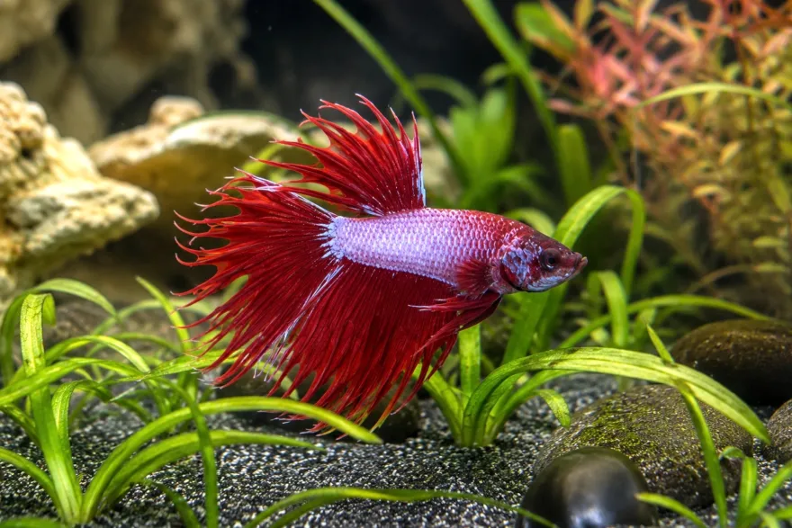 Siamesischer Kampffisch „Crowntail Pink-Violet, Männchen“, Betta splendens, ca. 4,0-6,0 cm