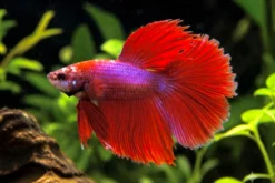 Siamesischer Kampffisch „Halfmoon Pink, Männchen“, Betta splendens, ca. 4,0-6,0 cm
