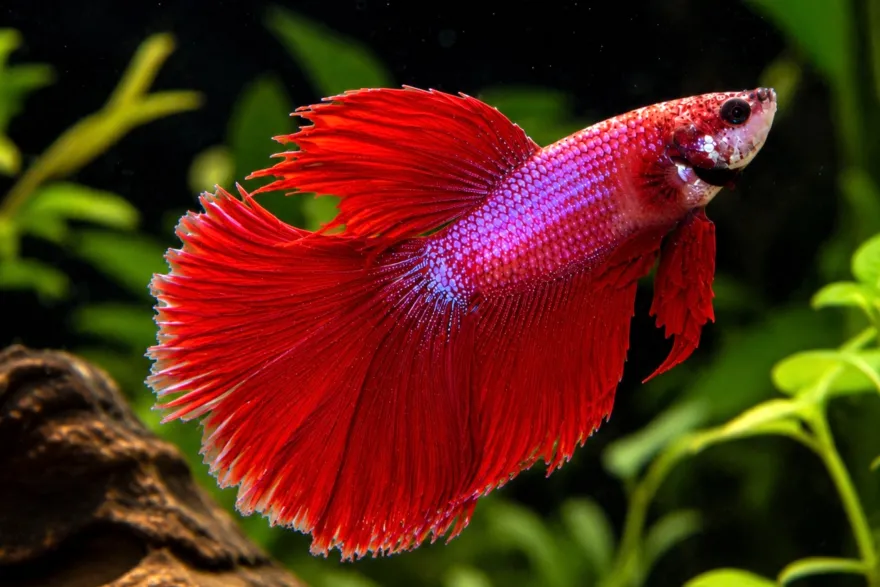 Siamesischer Kampffisch „Halfmoon Pink, Männchen“, Betta splendens, ca. 4,0-6,0 cm