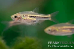 Siamesischer Zwergbärbling, Trigonostigma somphongsi (Minifisch)