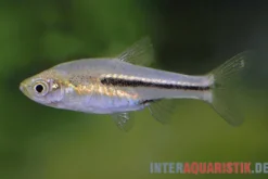 Siamesischer Zwergbärbling, Trigonostigma somphongsi (Minifisch)