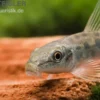 Siamesische Saugschmerle, Gyrinocheilus aymonieri