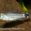 Sichelfleck-Zwergpanzerwels, Corydoras hastatus (Minifisch)