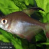 Sichelsalmler, Hyphessobrycon robertsi, 2-4 cm