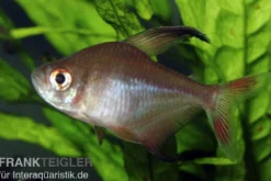 Sichelsalmler, Hyphessobrycon robertsi, 2-4 cm