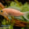 Sichelschwanzbuntbarsch, Lamprologus falcicula, 4-5 cm