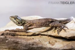 Siedleragame, Agama agama, nach Zufall ausgewählt