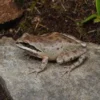 Sierra-Laubfrosch, Pseudacris sierra