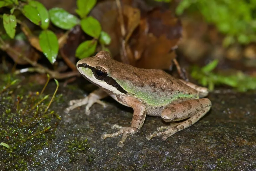 Sierra-Laubfrosch, Pseudacris sierra