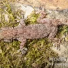 Sierra Leone Mauergecko, Tarentola parvicarinata