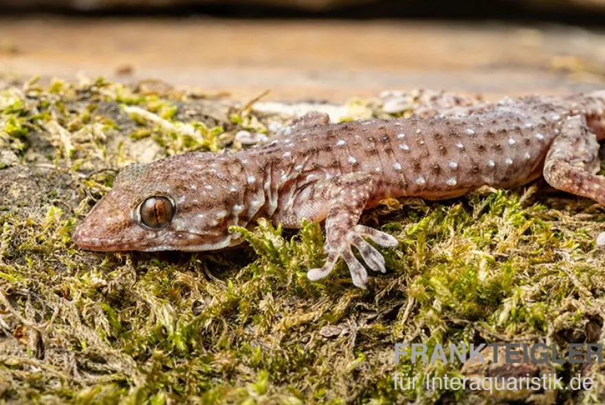 Sierra Leone Mauergecko, Tarentola parvicarinata