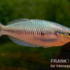 Sikuensis-Regenbogenfisch, Melanotaenia sikuensis, DNZ, 6-9 cm