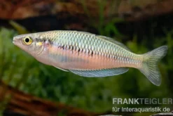 Sikuensis-Regenbogenfisch, Melanotaenia sikuensis, DNZ, 6-9 cm
