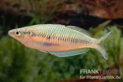 Sikuensis-Regenbogenfisch, Melanotaenia sikuensis, DNZ, 6-9 cm