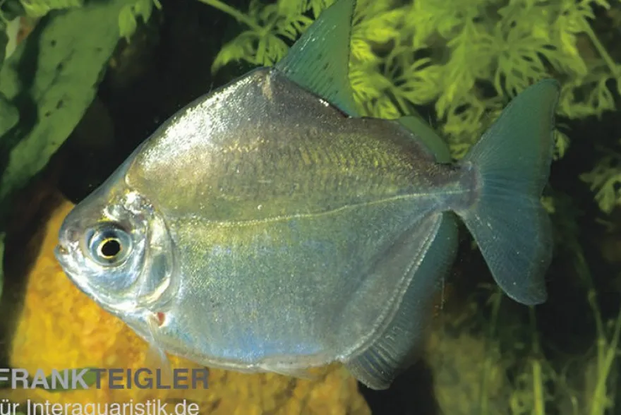 Silberdollar Scheibensalmler, Metynnis argenteus, 4-8 cm