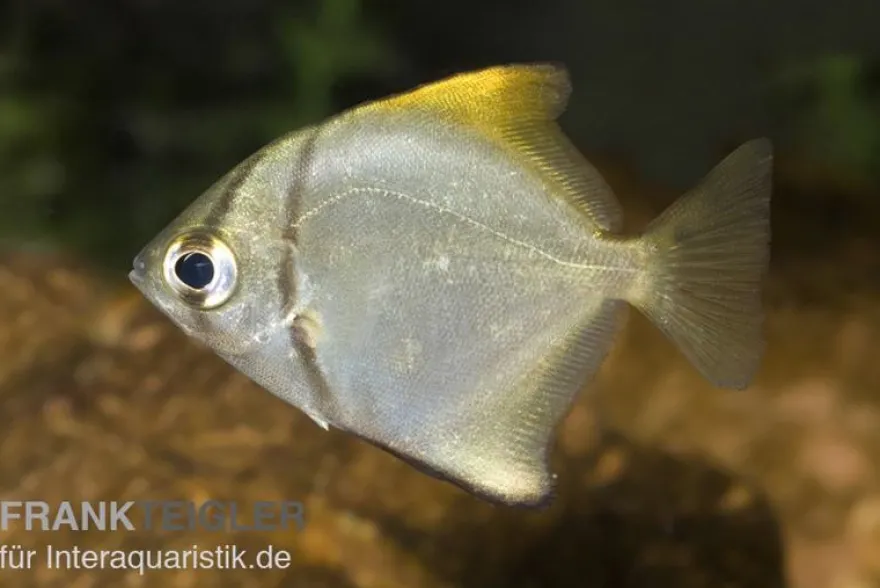 Silberflossenblatt, Monodactylus argenteus, 5-6 cm