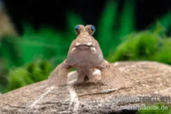 Silberlinien-Schlammspringer, Periophthalmus argentilineatus