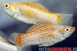 Silbermolly Orange Spot, Poecilia latipinna