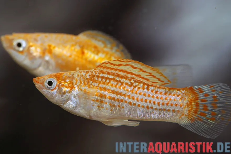 Silbermolly Orange Spot, Poecilia latipinna