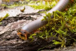 Silberner Tausendfüßer, Aulacobolus unicatus