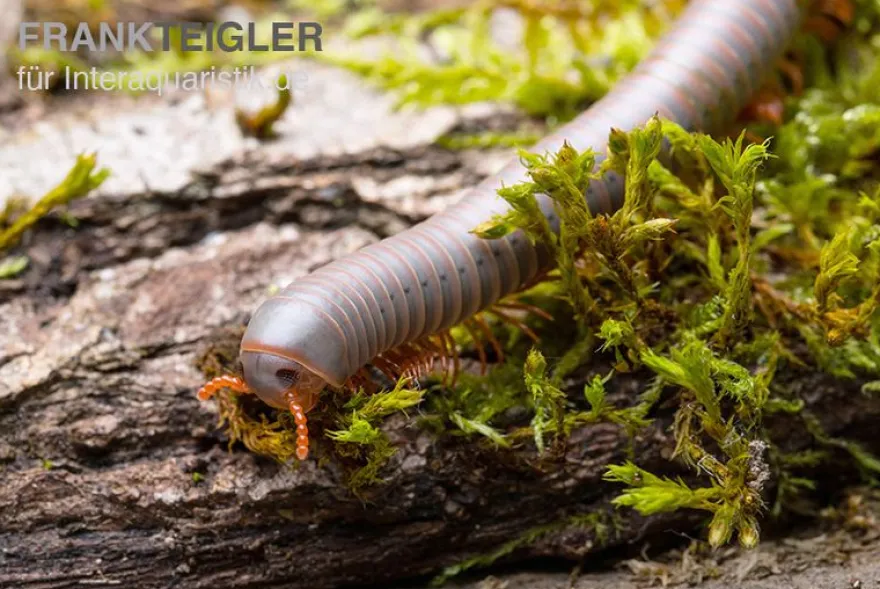 Silberner Tausendfüßer, Aulacobolus unicatus "Silver"