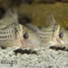 Silberstreifen-Panzerwels, Corydoras agassizi