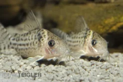 Silberstreifen-Panzerwels, Corydoras agassizi