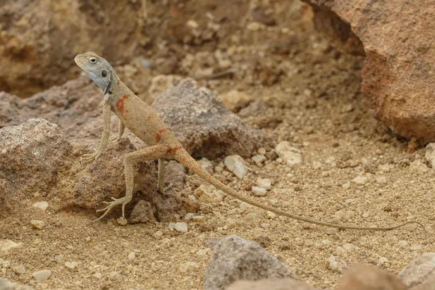 Sinai-Agame, Pseudotrapelus sinatus