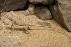Sinai-Agame, Pseudotrapelus sinatus