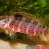 Singen-River Blaubarsch "Buxar", Badis singenensis
