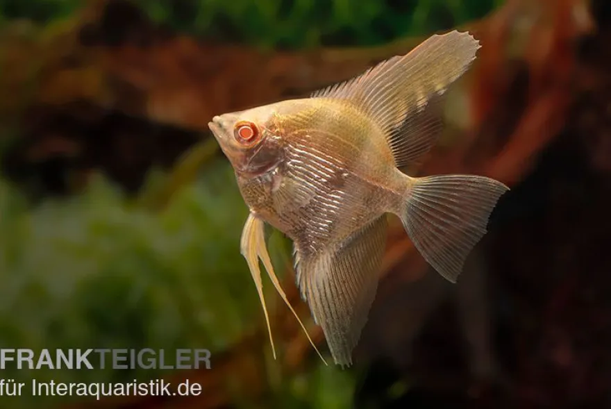 Skalar Albino Goldstripe Diamant, Pterophyllum scalare