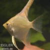 Skalar Gold, Pterophyllum scalare