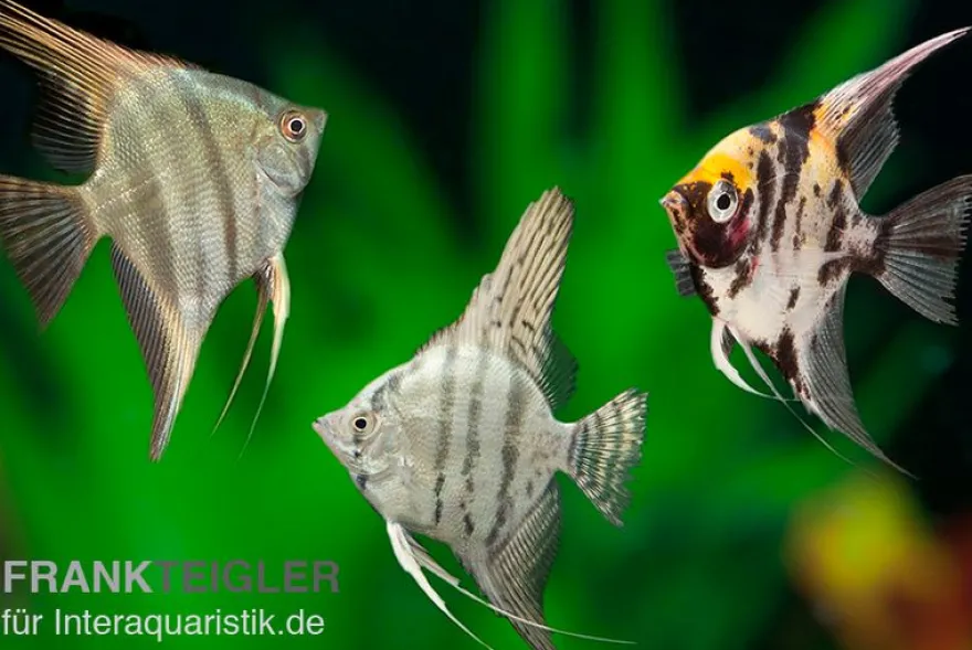 Skalar Mix, Pterophyllum scalare, Größe M